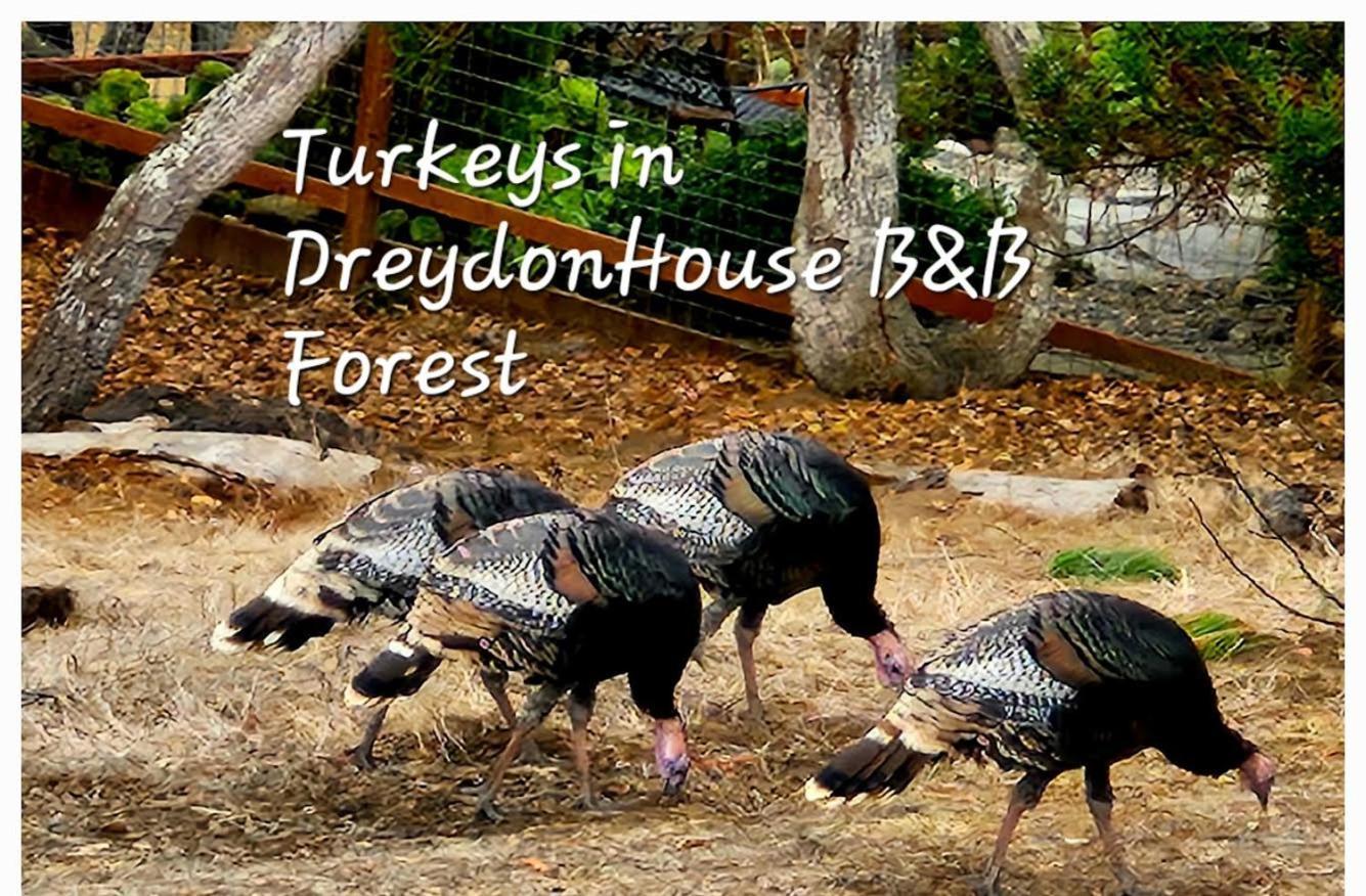 Dreydon House Bed And Breakfast Cambria Exteriér fotografie